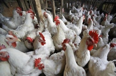 Peternak Mandiri Menjerit Harga Ayam Anjlok, KPPU: Ada Persaingan Tidak Adil