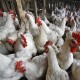 Peternak Mandiri Menjerit Harga Ayam Anjlok, KPPU: Ada Persaingan Tidak Adil