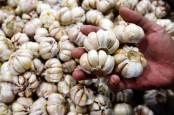 Seminggu Jelang Ramadan, Harga Bawang Putih di Riau Naik