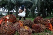 Astra Agro Lestari (AALI) Beri Tanggapan soal Kebijakan Pasokan CPO