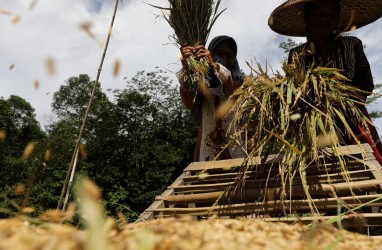 Menakar Efektivitas Kebijakan Anyar Harga Gabah di Tengah Panen Raya