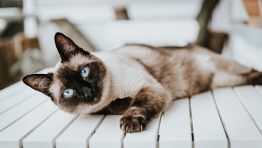 Mengenal ciri-ciri Kucing Siam, Jenis, dan Cara Merawatnya