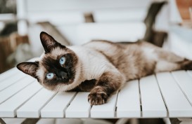 Mengenal ciri-ciri Kucing Siam, Jenis, dan Cara Merawatnya