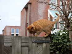 Alasan Kucing Oren Nakal dan Beragam Fakta Uniknya