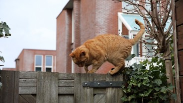 Alasan Kucing Oren Nakal dan Beragam Fakta Uniknya