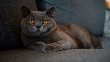 Ciri-ciri Kucing British Shorthair, Cara Merawat dan Harganya