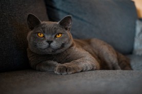 Ciri-ciri Kucing British Shorthair, Cara Merawat dan…