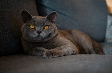 Ciri-ciri Kucing British Shorthair, Cara Merawat dan Harganya