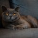 Ciri-ciri Kucing British Shorthair, Cara Merawat dan Harganya