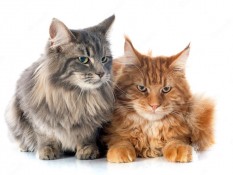 Ciri-ciri Kucing Maine Coon, Cara Merawat, dan Harganya