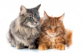 Ciri-ciri Kucing Maine Coon, Cara Merawat, dan Harganya