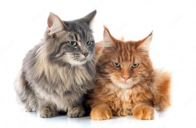 Ciri-ciri Kucing Maine Coon, Cara Merawat, dan Harganya