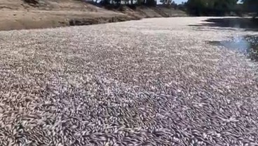 Jutaan Ikan di Sungai Australia Mati Gara-gara Gelombang Panas