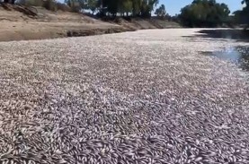 Jutaan Ikan di Sungai Australia Mati Gara-gara Gelombang…
