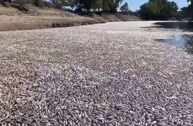 Jutaan Ikan di Sungai Australia Mati Gara-gara Gelombang Panas