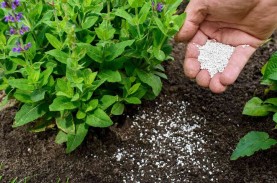 Petani di Garut Keluhkan Kelangkaan Pupuk Bersubsidi…