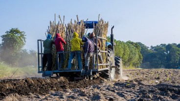 Musim Giling 2023, PTPN X Targetkan Produksi Tebu 416.500 Ton