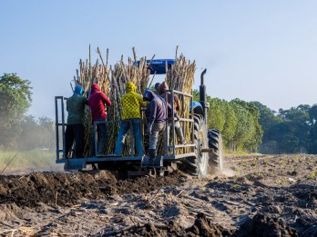 Musim Giling 2023, PTPN X Targetkan Produksi Tebu 416.500 Ton