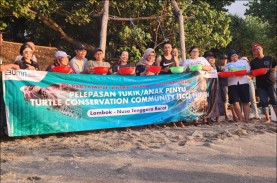 Pertamina Dukung Konservasi Penyu di Pantai Nipah…