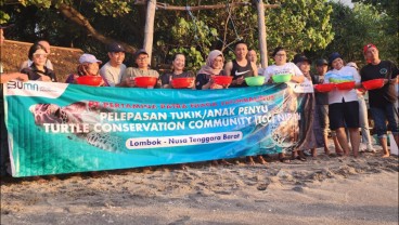 Pertamina Dukung Konservasi Penyu di Pantai Nipah - Lombok