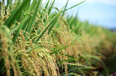 Produksi Padi di Pasaman Barat Hanya 4,2 Ton per Ha, Wabup: Masih Rendah