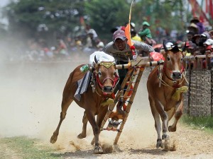 Lomba Karapan Sapi di Jawa Timur Diikuti 48 Peserta