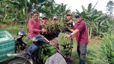 Pemprov Kaltim Sediakan 18.000 Pohon Pisang Kepok Gerecek Buat Petani