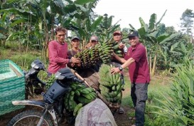 Pemprov Kaltim Sediakan 18.000 Pohon Pisang Kepok Gerecek Buat Petani