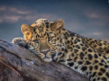 Populasi Macan Tutul Jawa di Taman NasionalMeru Betiri Bertambah