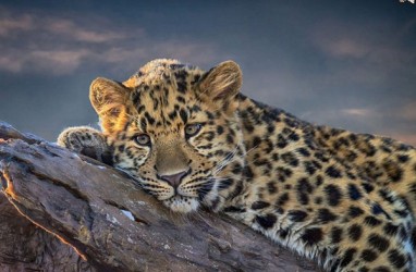 Populasi Macan Tutul Jawa di Taman NasionalMeru Betiri Bertambah
