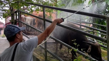 Karantina Balikpapan Tahan 1,5 Ton Daging Babi dan 43 Ekor Sapi