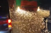 Viral Fenomena Magelang Hujan Laron, Jalanan Tak Terlihat hingga Pemotor Terjatuh