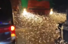 Viral Fenomena Magelang Hujan Laron, Jalanan Tak Terlihat hingga Pemotor Terjatuh