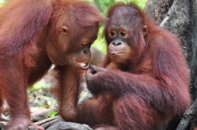 Perusahaan Sawit Berkontribusi Hilangkan Habitat Orang…