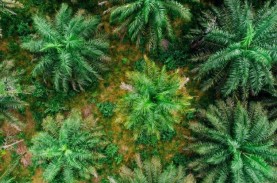 Petani Menjerit, Kebijakan Anti Deforestasi Bikin…
