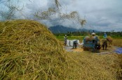 Panen Raya di Sulsel, Jokowi: Surplus Beras Bisa Dibawa ke Daerah Lain