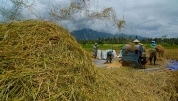 Panen Raya di Sulsel, Jokowi: Surplus Beras Bisa Dibawa ke Daerah Lain