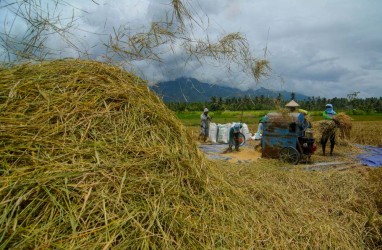 Panen Raya di Sulsel, Jokowi: Surplus Beras Bisa Dibawa ke Daerah Lain