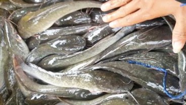 Cerita Yuvik dan Kustri Hidayati Sukses Kembangkan Bisnis Olahan Ikan Lele 3 Ton per Bulan