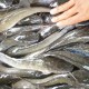 Cerita Yuvik dan Kustri Hidayati Sukses Kembangkan Bisnis Olahan Ikan Lele 3 Ton per Bulan