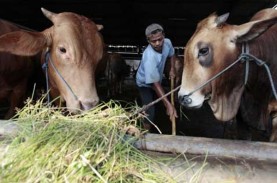 Kaltim Hentikan Sementara Pengiriman Sapi dari Pulau…