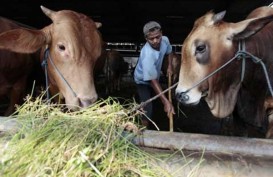 Kaltim Hentikan Sementara Pengiriman Sapi dari Pulau Jawa, Kenapa?