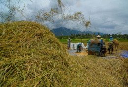 Bapanas Resmi Naikkan Harga Pembelian Pemerintah untuk Gabah dan Beras