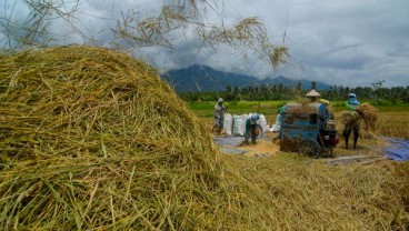 Bapanas Resmi Naikkan Harga Pembelian Pemerintah untuk Gabah dan Beras