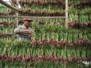 Sejak Awal Bulan Ramadan, Harga Bawang Merah Ditingkat Petani Turun