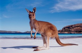Pemusnahan Hewan Kangguru di Australia Tuai Pro-Kontra
