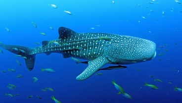 10 Ikan Terbesar di Dunia, Beratnya Mencapai 21,5 Ton