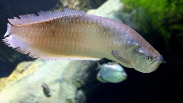 10 Ikan Termahal di Dunia, Harganya Mencapai Rp6,175 MIliar