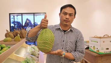 Mencicipi Legitnya Durian Musang King Asli Malaysia di Gadog Farm Bogor