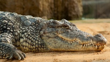 10 Hewan yang Paling Setia Di Dunia, Salah Satunya Buaya